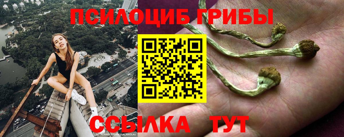 Псилоцибиновые грибы Psilocybine cubensis Лобня